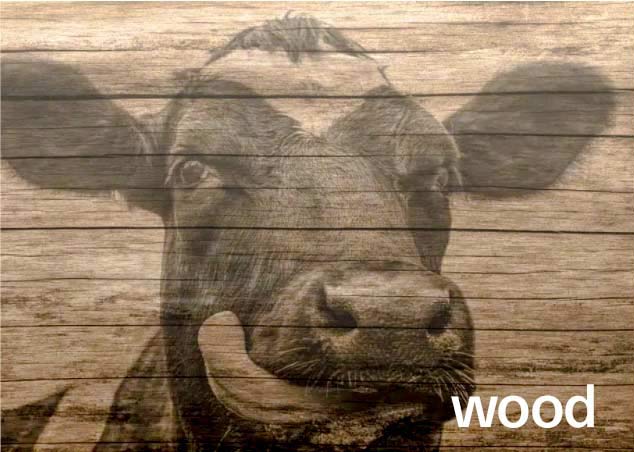 Image of a cow printed on wood with a vertical wall printer